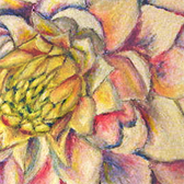 White Dahlia On the Water